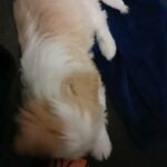 Maltese 10-12 weeks old in Louisville, Kentucky