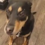 Captain Peanutbutter Adult: 5-7 Years, Male, Rottweiler in New York City, New York