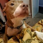 Bruce the pitty in Fort Worth, Texas
