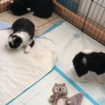 Border Collie Mini Aussie Puppies in Eloy, Arizona