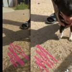 Pitbull Husky pups in Phoenix, Arizona