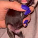 AKC Black Frenchie Female Pup in West Point, Utah