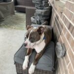 Free Fur Baby Looking To Re Home in Humble, Texas