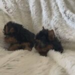 Yorkies Ckc in Rosamond, California