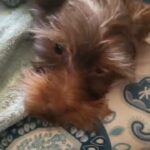 Male and female yorkies in Sand Springs, Oklahoma