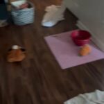 Bernese Mountain Dog Puppies For Sale in Joliet, Illinois