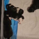 Shih Tzu Puppies!!! in Corsicana, Texas