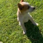 Red Heeler Puppy in Tyler, Texas