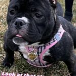 Bully Puppy For Sale in Chicago, Illinois