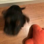 Teacup Yorkie/shitzu Puppy Male in Stockton, California