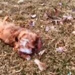 Doc The Sable Red Havanese With While Markings in Spanish Fork, Utah