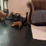Yorkipoo in Camden, New Jersey