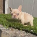 “SOLD” Stormy - Platinum Female Frenchie in Las Vegas, Nevada