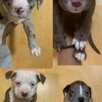 Pitbull Puppies in Nashville, Tennessee