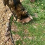 Belgian Malinois in need of home ASAP in Manassas, Virginia