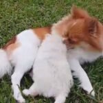 Pomeranian pup in Baytown, Texas