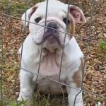 Merle English Bulldogs in Houston, Texas