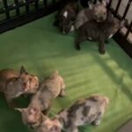French Bulldogs Puppies in Henderson, Nevada