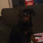 rottweiler puppy in Jacksonville, Florida