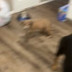 American Tri Colored Bully in Oklahoma City, Oklahoma