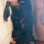 ONE MORE ROTTWEILER MALE in Jacksonville, Florida