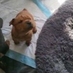 Bull/Pei PUPPIES!! in Baltimore, Maryland