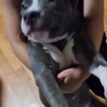 american bully in New York City, New York
