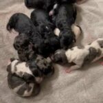 F1b Goldendoodle Puppies in Lexington-Fayette, Kentucky