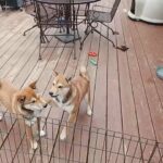 SHIBA INU AKC in Columbia, Missouri
