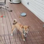 SHIBA INU AKC in Columbia, Missouri