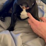 AKC French Bulldog in West Point, Utah