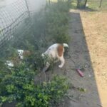 Great Pyrenees Mix in Chapel Hill, North Carolina