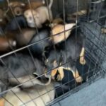 Rottweiler Puppies in Oklahoma City, Oklahoma