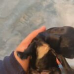 puppy’s for sale (9 for sale) in Stamford, Connecticut