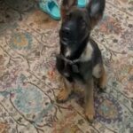 Rehoming Puppy in Forney, Texas