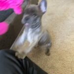 Frenchie Puppies in Dallas, Texas