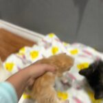 Lunas Litter (Persian Kittens) in San Angelo, Texas