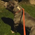 American Pocket Bully in Mesa, Arizona