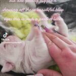 Pug puppies for sale**** in South Park, Pennsylvania