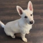 White Female German Shepherd in Grand Prairie, Texas