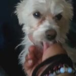 rehoming a male malshi in Stockton, California