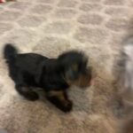 Yorkie Puppies in Rancho Cucamonga, California