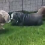 English bulldog available in Arizona City, Arizona