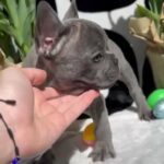 Frenchie Puppies in Dallas, Texas