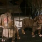 American Bully’s in Ewing, New Jersey