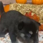 Adorable Pomsky in Rockford, Illinois