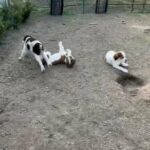 English Springer/great Pyrenees’s Mix in Chapel Hill, North Carolina