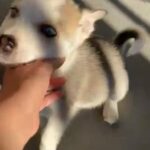 Siberian Husky Boy in Homestead, Florida