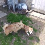 Beagle/Unknown Mix in Need of Home in Ashland, Kentucky