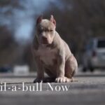 XL American Bully in New York City, New York